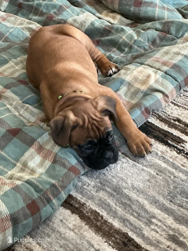 Dozer – Boxer puppy for sale in Breda, IA