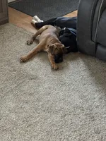 Dozer, a male Boxer for sale in Breda, IA – 2 of 6
