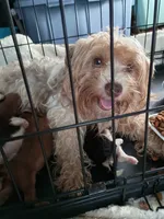 Florentine, a female Yorkshire Terrier for sale in Elmira, NY – 2 of 2