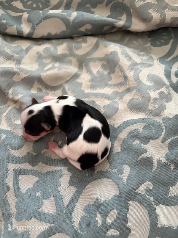 Daphne – Yorkshire Terrier puppy on hold in Elmira, NY