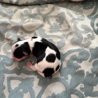 Daphne, a female Yorkshire Terrier for sale in Elmira, NY – Photo 1 of 5