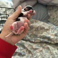 Daphne, a female Yorkshire Terrier for sale in Elmira, NY – Photo 3 of 5