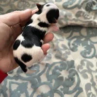 Daphne, a female Yorkshire Terrier for sale in Elmira, NY – Photo 4 of 5