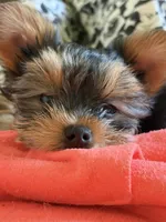 Abbey , a female Yorkshire Terrier for sale in Elmira, NY – 10 of 10