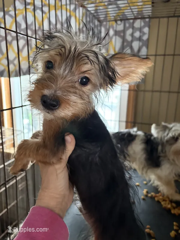 Ferris – Yorkshire Terrier puppy for sale in Elmira, NY