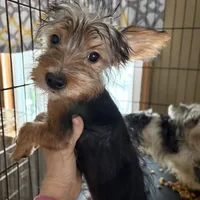 Ferris, a male Yorkshire Terrier for sale in Elmira, NY – Photo 2 of 10