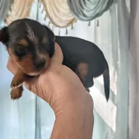 Ferris, a male Yorkshire Terrier for sale in Elmira, NY – Photo 7 of 10