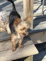 Ferris, a male Yorkshire Terrier for sale in Elmira, NY – Photo 9 of 10