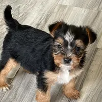 Ferris, a male Yorkshire Terrier for sale in Elmira, NY – Photo 1 of 10