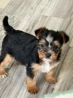 Ferris, a male Yorkshire Terrier for sale in Elmira, NY – Photo 1 of 10