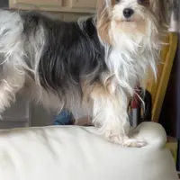 Ferris, a male Yorkshire Terrier for sale in Elmira, NY – Photo 8 of 10