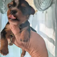 Ferris, a male Yorkshire Terrier for sale in Elmira, NY – Photo 6 of 10