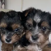 Ferris, a male Yorkshire Terrier for sale in Elmira, NY – Photo 4 of 10