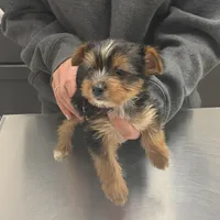Ferris, a male Yorkshire Terrier for sale in Elmira, NY – Photo 5 of 10