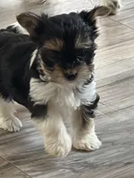 Ferris, a male Yorkshire Terrier for sale in Elmira, NY – Photo 10 of 10