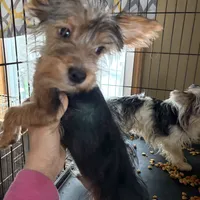 Ferris, a male Yorkshire Terrier for sale in Elmira, NY – Photo 3 of 10