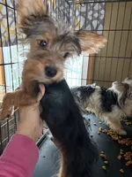 Ferris, a male Yorkshire Terrier for sale in Elmira, NY – Photo 3 of 10