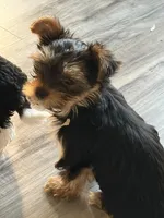 Abbey , a female Yorkshire Terrier for sale in Elmira, NY – 8 of 10