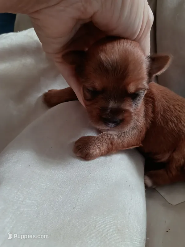 Kramer – Yorkshire Terrier puppy for sale in Elmira, NY