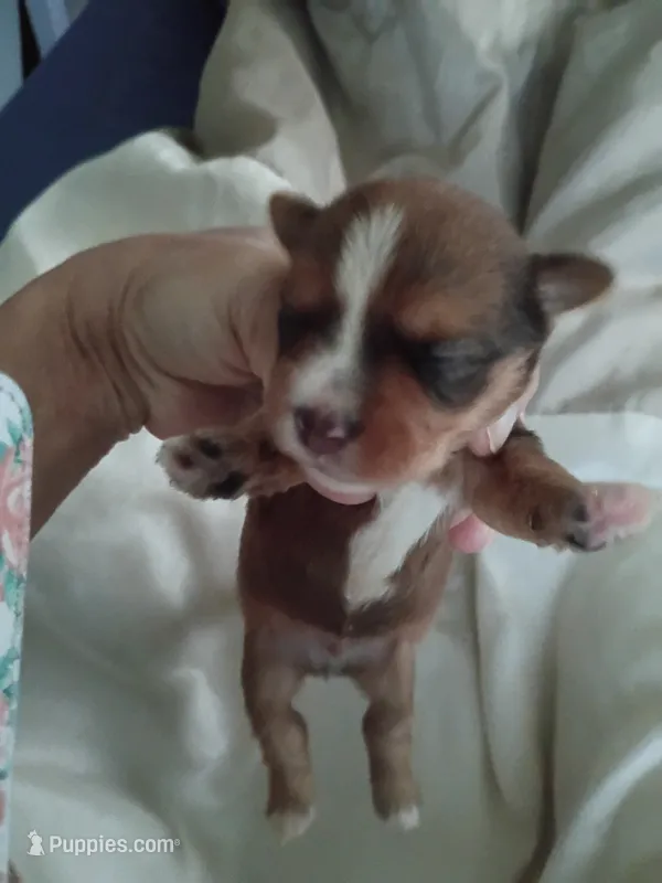 Dixson – Yorkshire Terrier puppy for sale in Elmira, NY