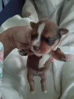Dixson, a male Yorkshire Terrier for sale in Elmira, NY – 1 of 3