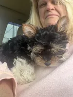 Pauletta , a female Yorkshire Terrier for sale in Elmira, NY – 3 of 9