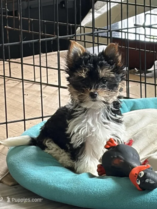 Pauletta  – Yorkshire Terrier puppy for sale in Elmira, NY