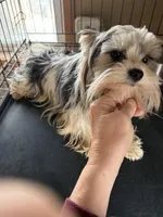 Pauletta , a female Yorkshire Terrier for sale in Elmira, NY – 8 of 9