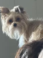 Pauletta , a female Yorkshire Terrier for sale in Elmira, NY – 2 of 9