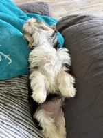 Pauletta , a female Yorkshire Terrier for sale in Elmira, NY – 9 of 9