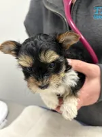 Pauletta , a female Yorkshire Terrier for sale in Elmira, NY – 7 of 9