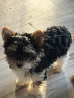 Pauletta , a female Yorkshire Terrier for sale in Elmira, NY – 4 of 9