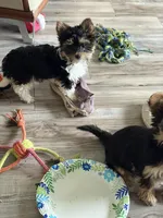 Pauletta , a female Yorkshire Terrier for sale in Elmira, NY – 5 of 9