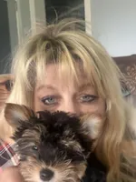 Pauletta , a female Yorkshire Terrier for sale in Elmira, NY – 6 of 9