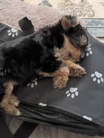 Alana, a female Yorkshire Terrier for sale in Elmira, NY – 2 of 3