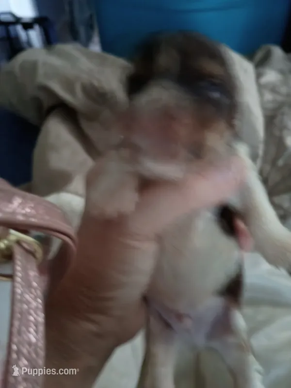 Owen  – Yorkshire Terrier puppy for sale in Elmira, NY