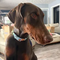 Willow, a female Doberman Pinscher for sale in Elmira, NY – Photo 5 of 5