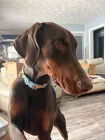 Willow, a female Doberman Pinscher for sale in Elmira, NY – Photo 5 of 5