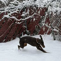Willow, a female Doberman Pinscher for sale in Elmira, NY – Photo 4 of 5