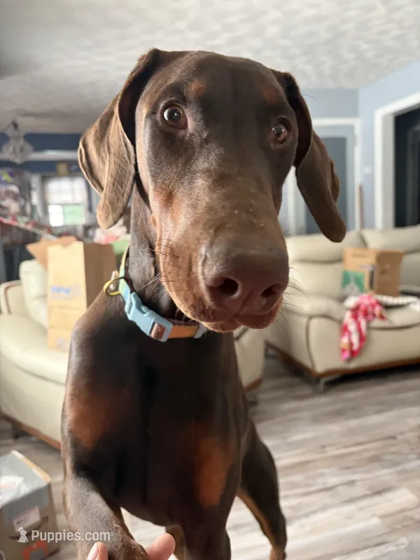 Willow, a female Doberman Pinscher for sale in Elmira, NY – Photo 1 of 5