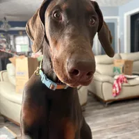 Willow, a female Doberman Pinscher for sale in Elmira, NY – Photo 1 of 5