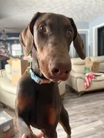 Willow, a female Doberman Pinscher for sale in Elmira, NY – Photo 1 of 5