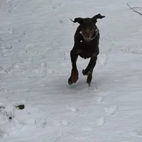 Willow, a female Doberman Pinscher for sale in Elmira, NY – Photo 2 of 5