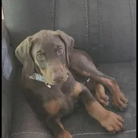 Willow, a female Doberman Pinscher for sale in Elmira, NY – Photo 3 of 5