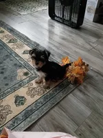Alana, a female Yorkshire Terrier for sale in Elmira, NY – 3 of 3