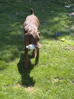 Willow, a female Doberman Pinscher for sale in Elmira, NY – 8 of 8