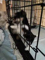 Pauletta, a female Yorkshire Terrier for sale in Elmira, NY – Photo 7 of 10