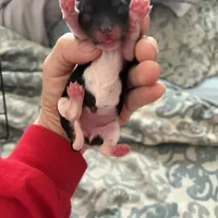 Pauletta, a female Yorkshire Terrier for sale in Elmira, NY – Photo 4 of 10