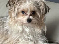 Pauletta, a female Yorkshire Terrier for sale in Elmira, NY – Photo 6 of 6