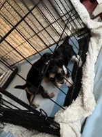 Pauletta, a female Yorkshire Terrier for sale in Elmira, NY – Photo 9 of 10